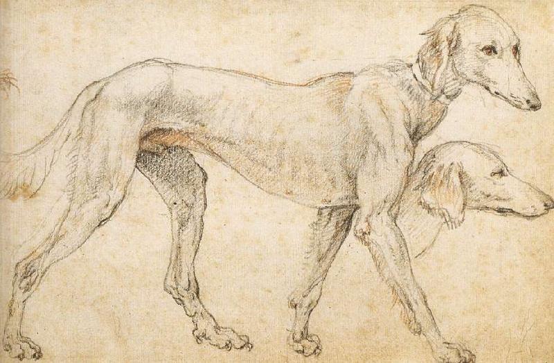 ZUCCARO Federico Studies of a Greyhound oil painting image